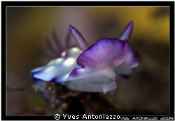 Another nudi for me today         Fuji S5 pro/105 VR by Yves Antoniazzo 